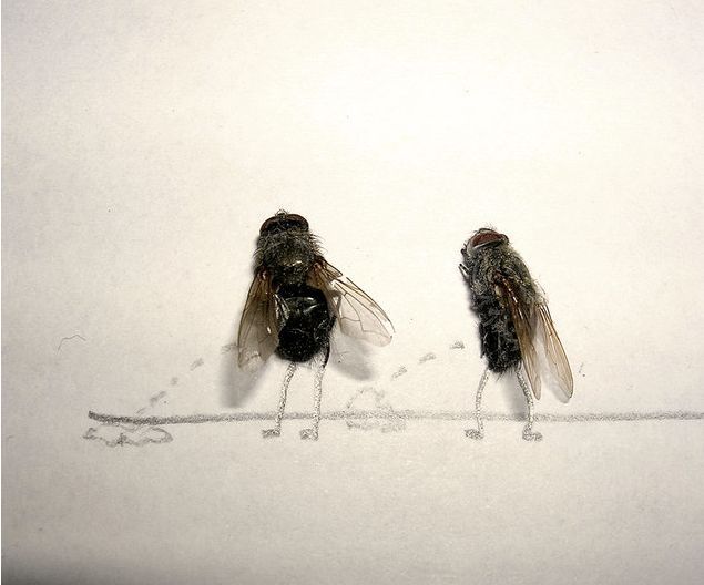 Dead_flies_art_02